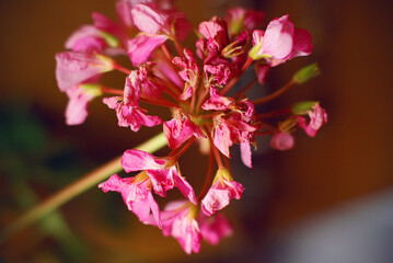 Pink flower close-up, selective focus