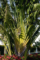 palm trees against the blue sky