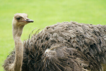 Close-up photo of an ostrich