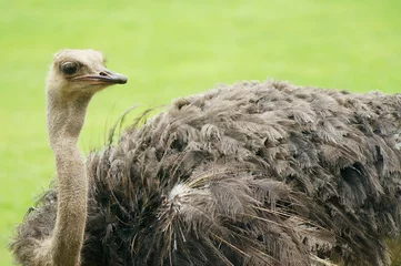 Wandaufkleber Close-up photo of an ostrich © Vera Katsemba