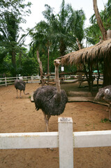 Close-up photo of an ostrich