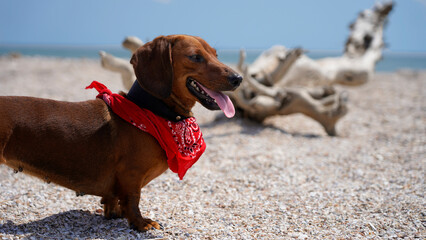 Dachshund on the beach in a bright cowboy scarf. dog on the background of the sea, summer holidays