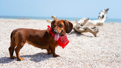 Dachshund on the beach in a bright cowboy scarf. dog on the background of the sea, summer holidays
