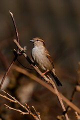 sparrow on a branch