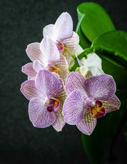 Pink striped  wit points orchid flower Phalaenopsis 'Demi Deroose' known as Moth Orchid against a blurred dark background. Selective focus Close-up. Nature concept for design.