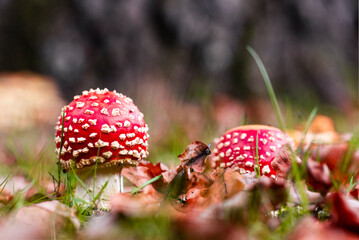 fairytale mushrooms