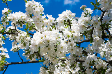 blooming apple tree on a sunny day