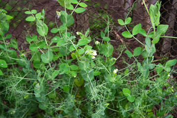 blooming green pea growing on a net
