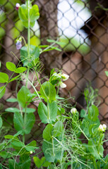 blooming green pea growing on a net