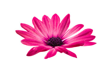 Osteosperumum Flower Daisy Isolated on White Background