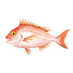 魚　鯛　水彩　