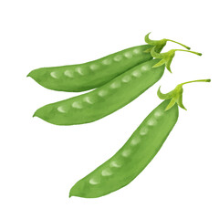 野菜　絹さや　水彩