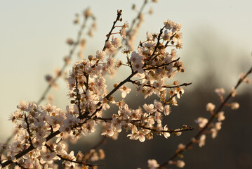 Beautiful blossom in the morning sunlight
