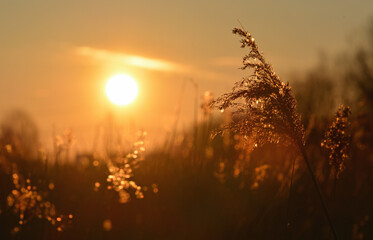 Reed with golden sunset at background 