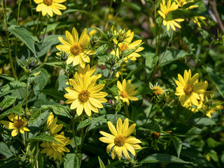 Narrowleaf sunflowers Helianthus angustifolius in a garden