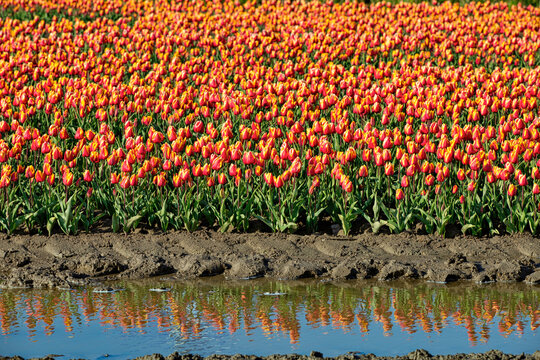 Tulip field with reflection in water, horizontal, red and yellow tulips on sunny day
