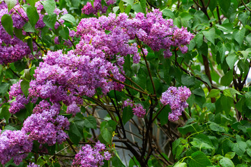 purple lilac blossom branch. beautiful floral nature wallpaper in the green garden