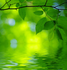 Fototapeta na wymiar Green leaves spring background near the water