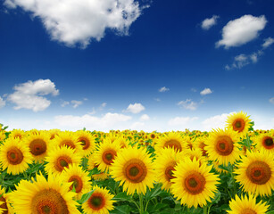 Fototapeta premium field of blooming sunflowers