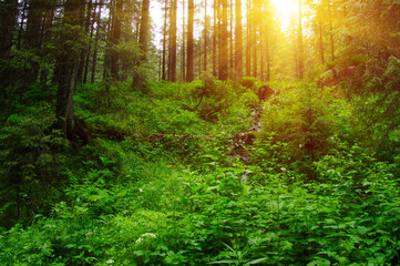 Obraz premium Trees in forest