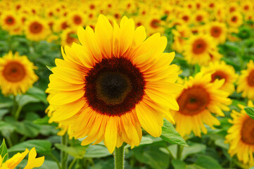 close-up sunflower in a field