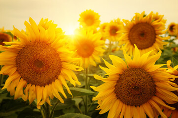 Fototapeta premium sunflowers and sun