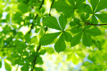 Green leaves plants nature spring background at