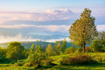 Naklejka premium tree on the hillside meadow at sunrise. gorgeous nature scenery in mountains. fog rising above the distant hills and valley in morning light. fantastic weather conditions on a bright sunny day