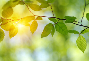 Green leaves plants on sun in nature