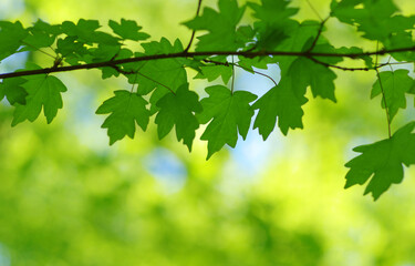 Fototapeta na wymiar Green leaves plants nature spring background at
