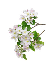 Apple tree branch with leaves and flowers