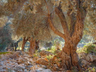 walk in olive grove, Harvest ready to produce extra virgin olive oil. over Saklikent canyon Turkey. Large and old vintage olive tree with sun rays