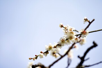 Japanese plum blossoms blooming in spring