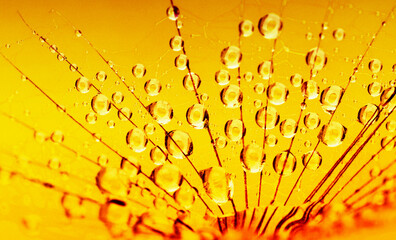 Dandelion seed on sunlight