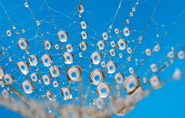 Dandelion flower nature background