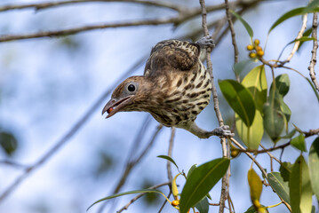 Juvenile Figbird in Queensland Australia