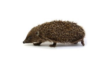 Hedgehog  isolated on white