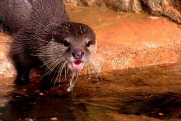 こちらに気づいてびっくりするカワウソ
