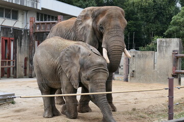 一緒に鍬を食べる象の親子

