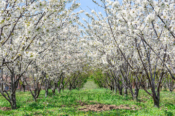 Fototapeta premium cherry tree and flowering image