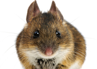 Mouse isolated on white