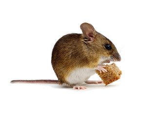 Mouse with a bread