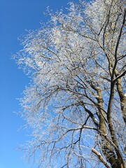 snow covered birch tree at sunny winter light on clear blue sky background, view from under.