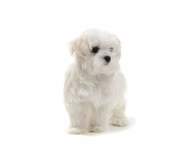 Puppy Maltese lapdog isolated on white