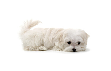 Puppy Maltese lapdog isolated on white
