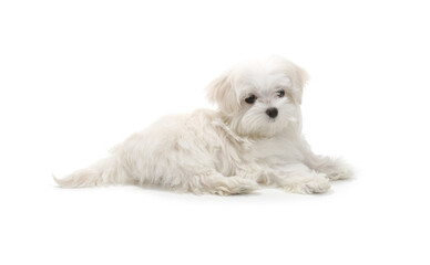 Puppy Maltese lapdog isolated on white