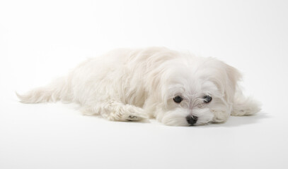 Puppy Maltese lapdog isolated on white