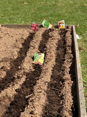 Arugula on the bed. The first vegetables in the garden in early spring. Eco cultivation of radishes on raised beds without the use of fertilizers. Arugula sprouts on fertile soil.