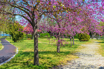 harbinger of spring beautiful pink colored trees and garden. Judas-tree