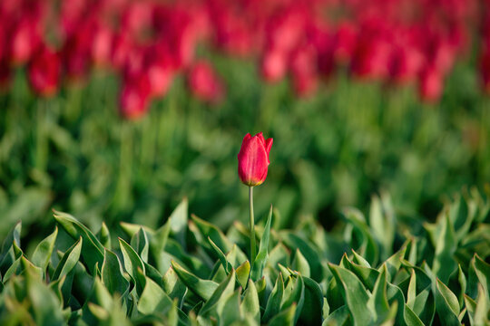 Red tulip depth of Field, middle of the field, background green and more tulips, soft focus,